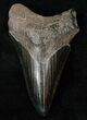 Serrated, Black Lower Megalodon Tooth #16232-1